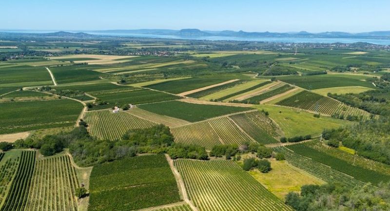 balatonlelleit-valasztottak-somogy-boranak.jpg