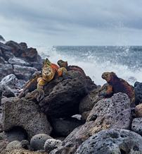 galapagos-santa-cruz-a-nespresso-uj-egzotikus-ize-negyedik.jpg