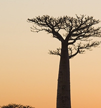 kalumba-madagaszkari-vad-fuszerekkel-aszalt-fugen-erlelve-a-zwacktol-harmadik.jpg