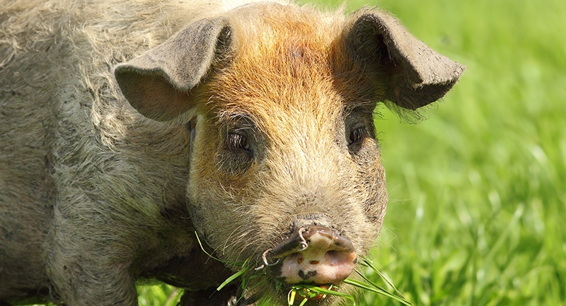 mangalica-fesztival-2018.jpg