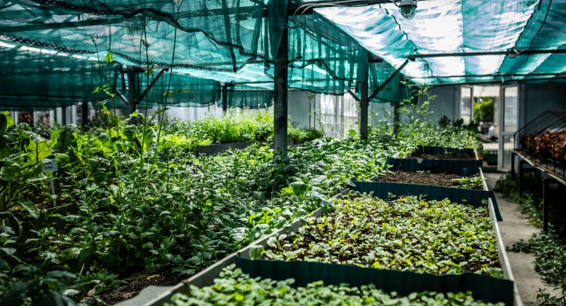 Nem konyhakert, hanem inspirációs laboratórium - A Platán Gourmet üvegháza új dimenziókat nyit