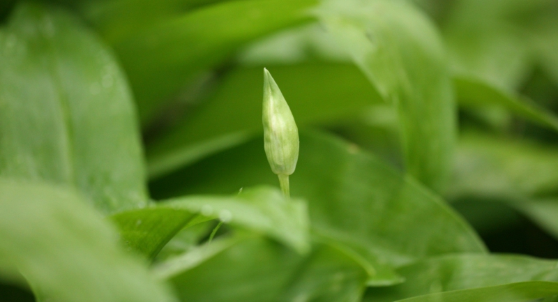 Nyolc helyszínen kínál programokat az idei Medvehagyma fesztivál Orfűn