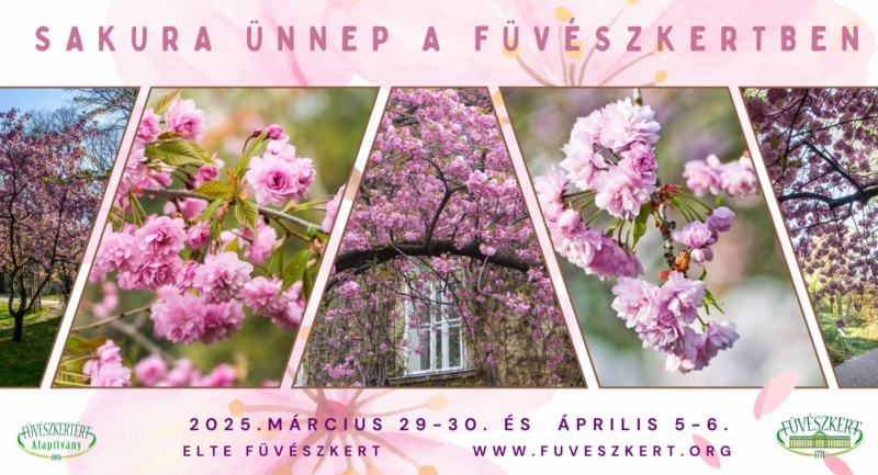 sakura-unnep-koszonti-a-cseresznyeviragzast-az-elte-fuveszkertben.jpg